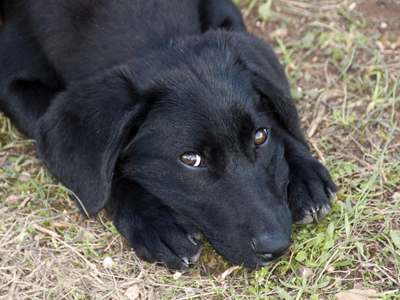Χαρίζονται κουτάβια