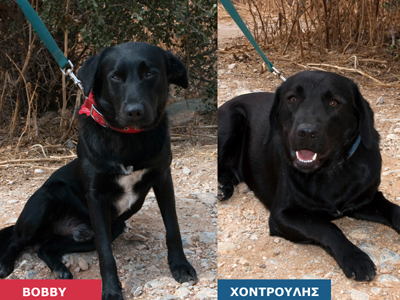 Χαρίζονται ημίαιμα λαμπραντοράκια μινιατούρες