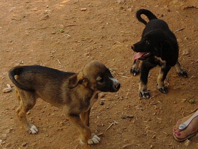 Δίνονται για υιοθεσία