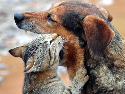 Σκύλος υιοθέτησε γάτα