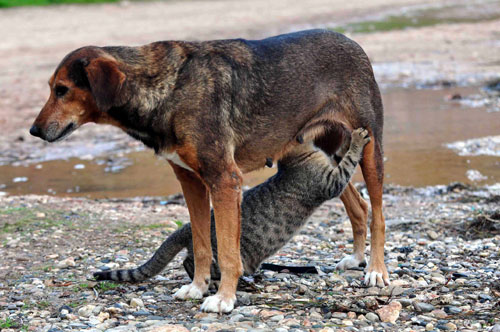 Καθημερινά εγκλήματα ενάντια στα ζώα στα Χανιά