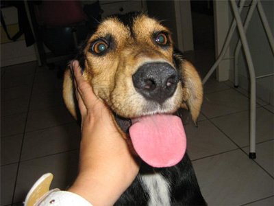 Ψάχνει σπίτι!