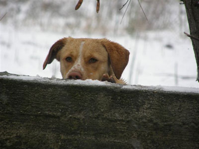 Χιόνισε και στη Λήμνο