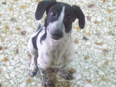 Χαρίζεται…