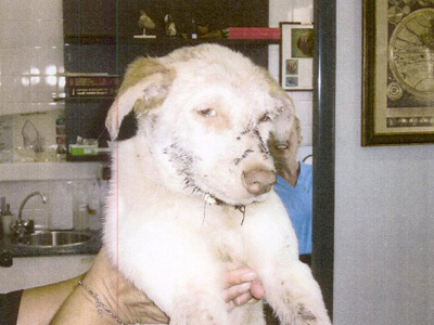 Σκότωσε το κουτάβι που υιοθέτησε!