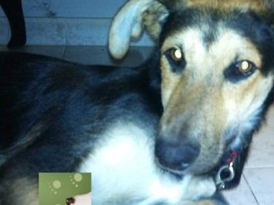 Ψάχνουν τον σκυλάκο που χάθηκε