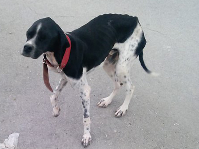 Ζητείται εθελοντής για τον σκυλάκο