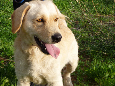 Και ο μικρός Μπάμπης ψάχνει σπίτι