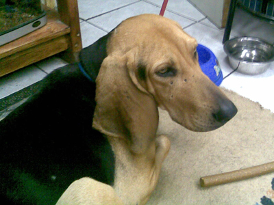 Χαρίζουν καθαρόαιμο ιταλικό λαγωνικό