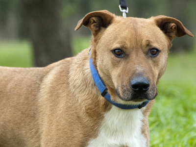 Δίνουν για υιοθεσία τον Μπόμπο