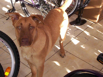 Χάθηκε στο Μπουρνάζι