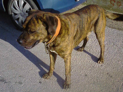 Τον βρήκαν στα Βριλήσσια