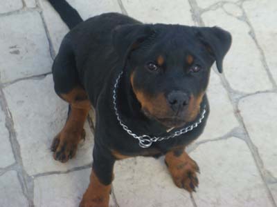 Έχασαν τον Δία από την Παιανία