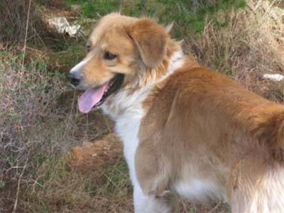 Χάθηκε ο Δίας