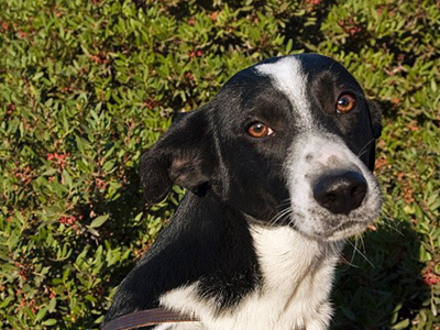 Χαρίζουν τον Dido