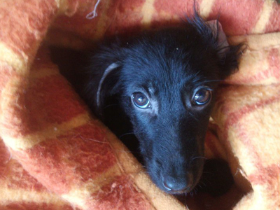 Δίνουν τον Έντγκαρ για υιοθεσία