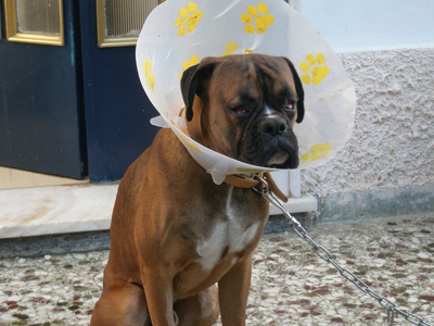 Μπορείτε να τον φιλοξενήσετε;