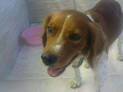 Χαρίζεται πανέμορφο επανιέλ