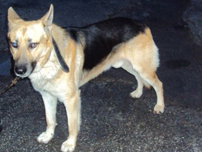 Έχασαν τον Γκάι και τον αναζητούν