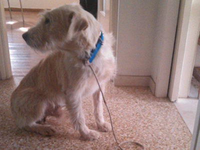 Χαρίζεται μεγαλόσωμος γκριφονάκος