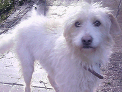 Τον εντόπισαν στην Αγία Παρασκευή