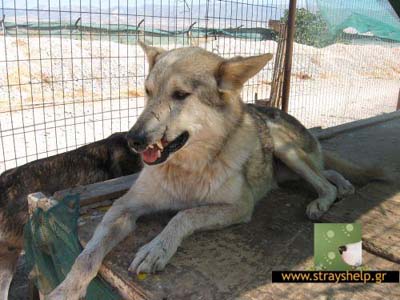 O Ιβάν, που δεν είναι τρομερός, σας χρειάζεται