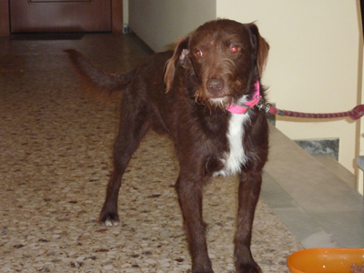 Χαρίζεται ημίαιμο γερμανικό πόιντερ