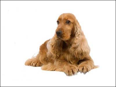 Βρέθηκε θηλυκό αγγλικό κόκερ σπανιέλ