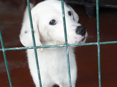 Σώστε τον κουραμπιέ!