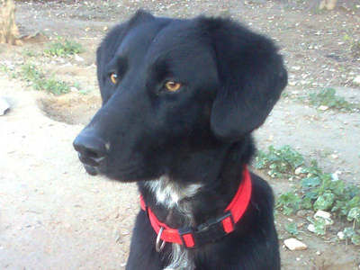 Του έσωσαν τη ζωή και ψάχνουν να του βρουν την κατάλληλη οικογένεια