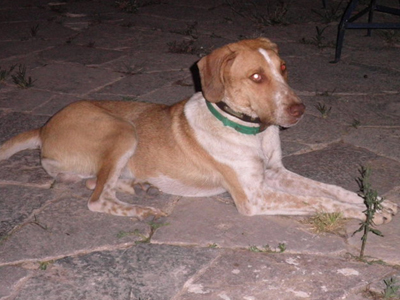 Και ο Λάζαρος ψάχνει σπίτι!