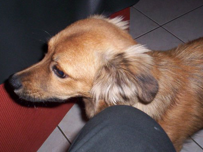 Γλίτωσε από το τροχαίο και ψάχνει σπίτι