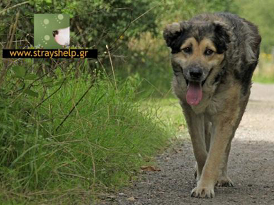 Ο Λίνο… ο ψωριάρης «αναστήθηκε»