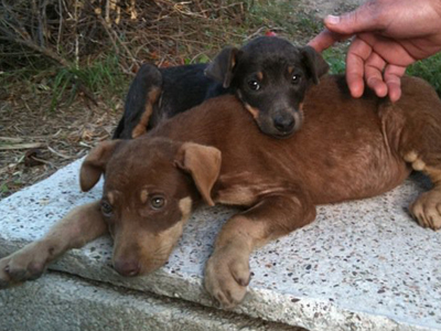 Θα θέλατε τη Manu;