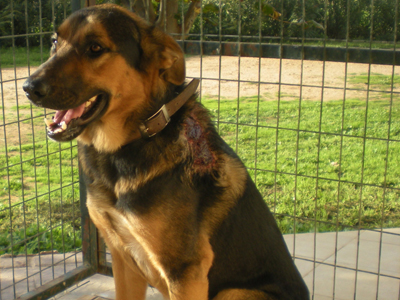 Ο κακοποιημένος Μαξ αναζητά μια στοργική οικογένεια