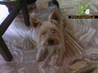 Έκλεψαν σκύλο στην Αίγινα