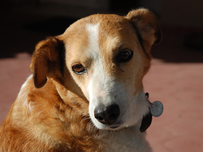 Έχασαν τη 15χρονη Μιλού τους