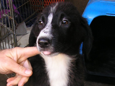 Και ο «Μουσούδας» χαρίζεται…