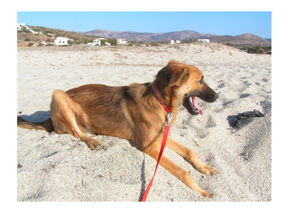 O Tommy απ’ τη Νάξο ψάχνει νέα οικογένεια