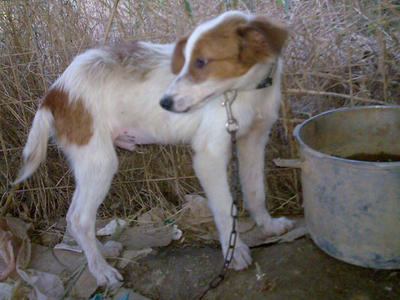 Ο σκυλάκος που ζει στον σκουπιδότοπο