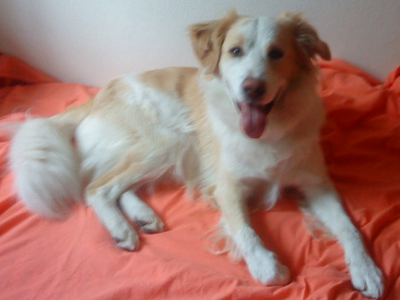 Τον έχασαν στο Φαλάνι της Λάρισας