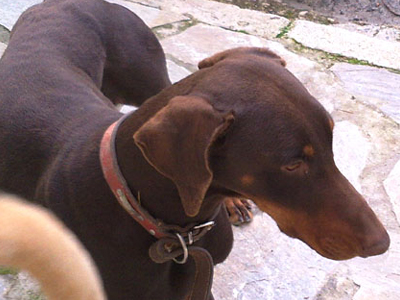 Χαρίζεται ντόπερμαν