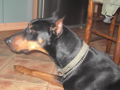 Ψάχνουν υπεύθυνους φιλόζωους για το καθαρόαιμο ντόπερμαν