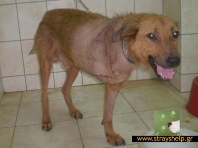 Ο τρίποδος Οδυσσέας ψάχνει σπίτι!