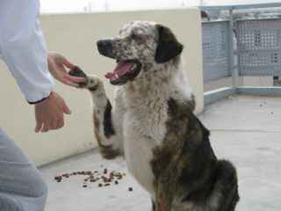 Χαρίζουν τον πανέμορφο Ορφέα