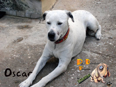 Ψάχνουν τον Oscar, χάθηκε στο Ελληνικό