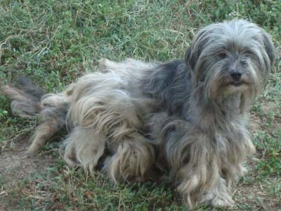 Ο Πεπίτο, ο Γκριφονάκος ψάχνει σπίτι!