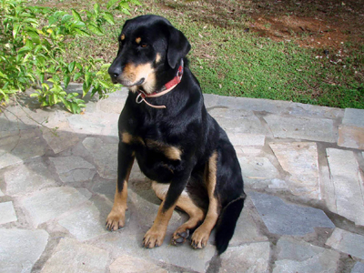 Βρέθηκε πριν από δύο μήνες στα Βριλήσσια