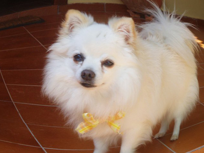 Ψάχνουν τον Πόγκο