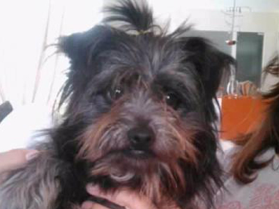 Χαρίζεται ο Πόκο!